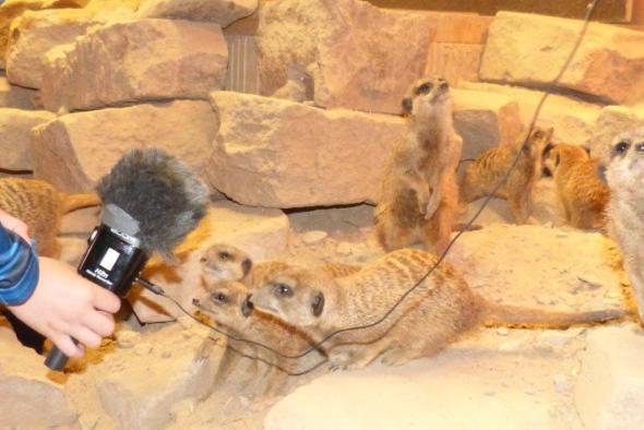 Vorschaubild des Beitrags